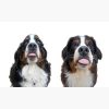 flat750x075f pad750x750f8f8f8.u4 10 - Bernese Mountain Dog Shop