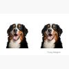 flat750x075f pad750x750f8f8f8.u4 18 - Bernese Mountain Dog Shop